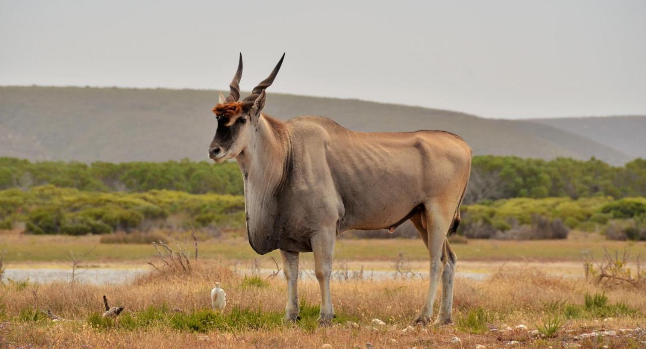 De Hoop Collection - Equipped Cottages De Hoop Nature Reserve 外观 照片