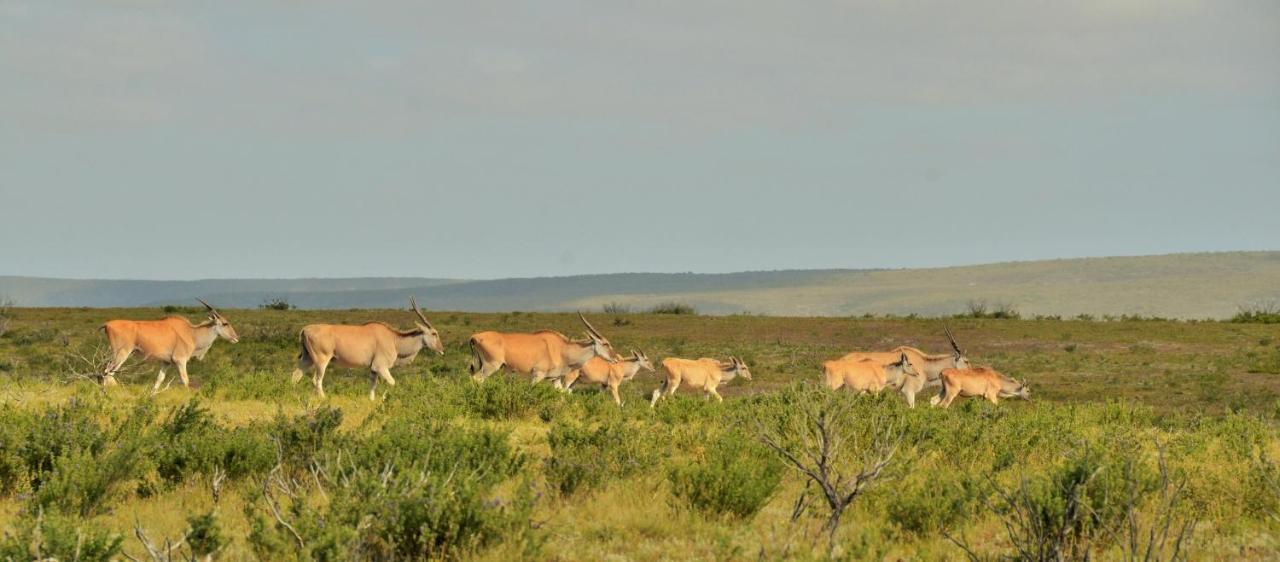 De Hoop Collection - Equipped Cottages De Hoop Nature Reserve 外观 照片